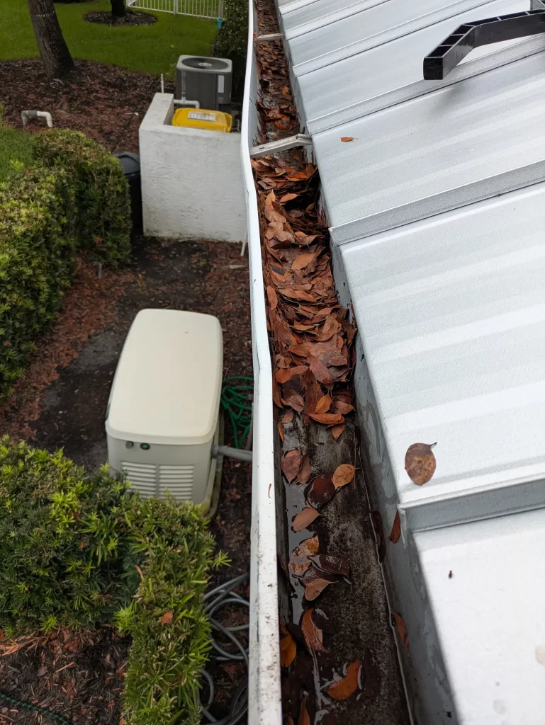 Gutter dirty with leaves from oak trees