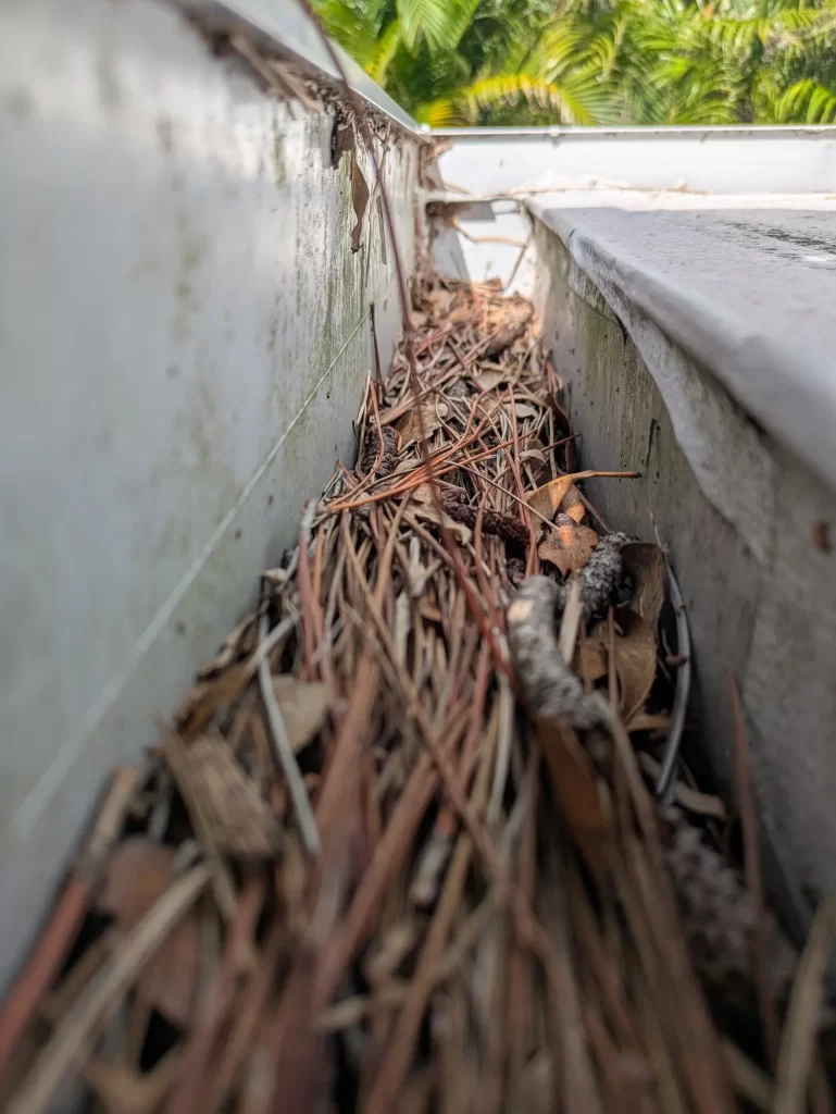 Clogged gutter with pine needles